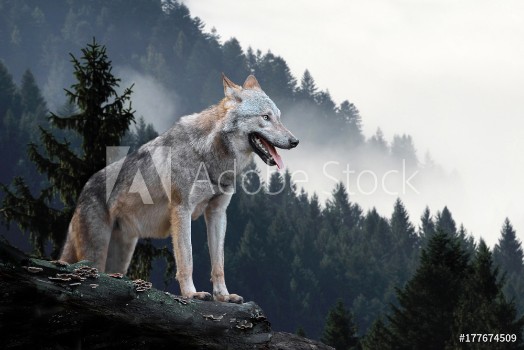 Picture of Wolf in mountains